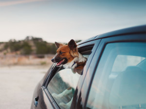 Brown and white dog with perky ears stick their head out of the open window of a car