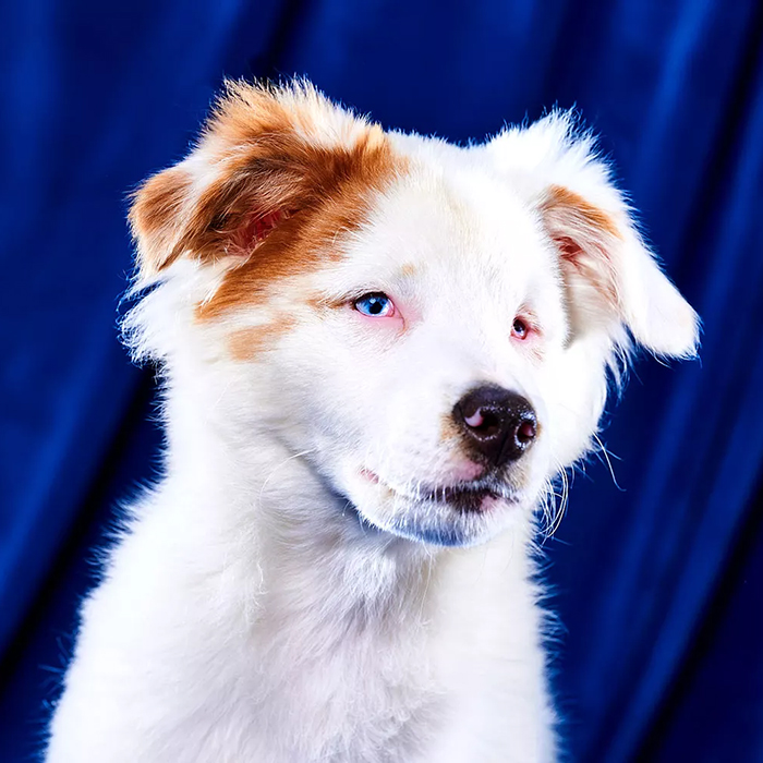 a white dog with brown ears