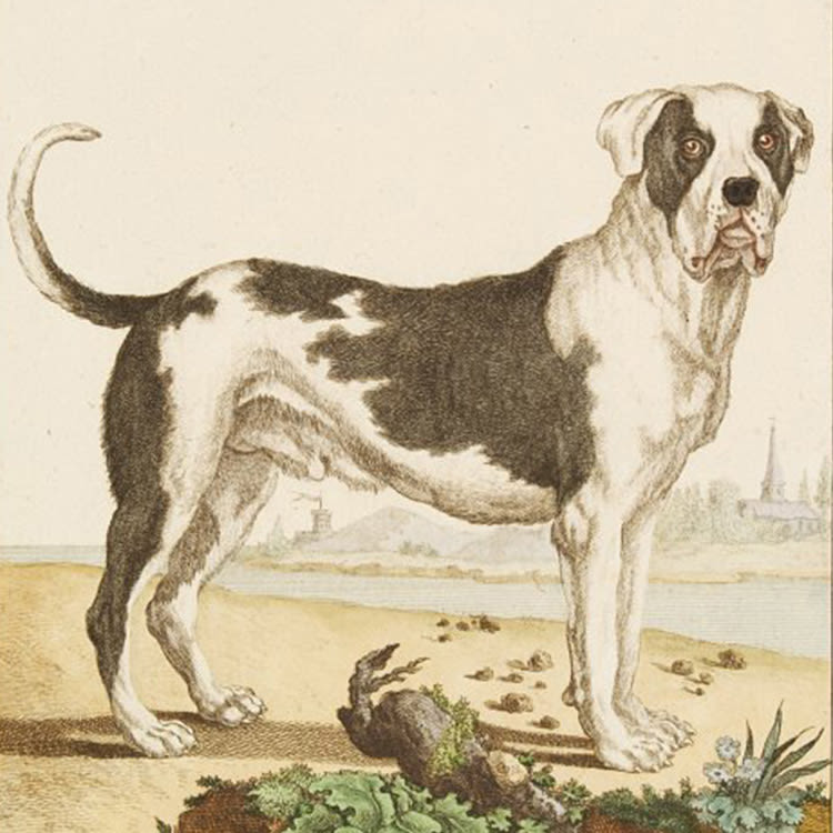 Art of Buffon Dogue de Forte Race