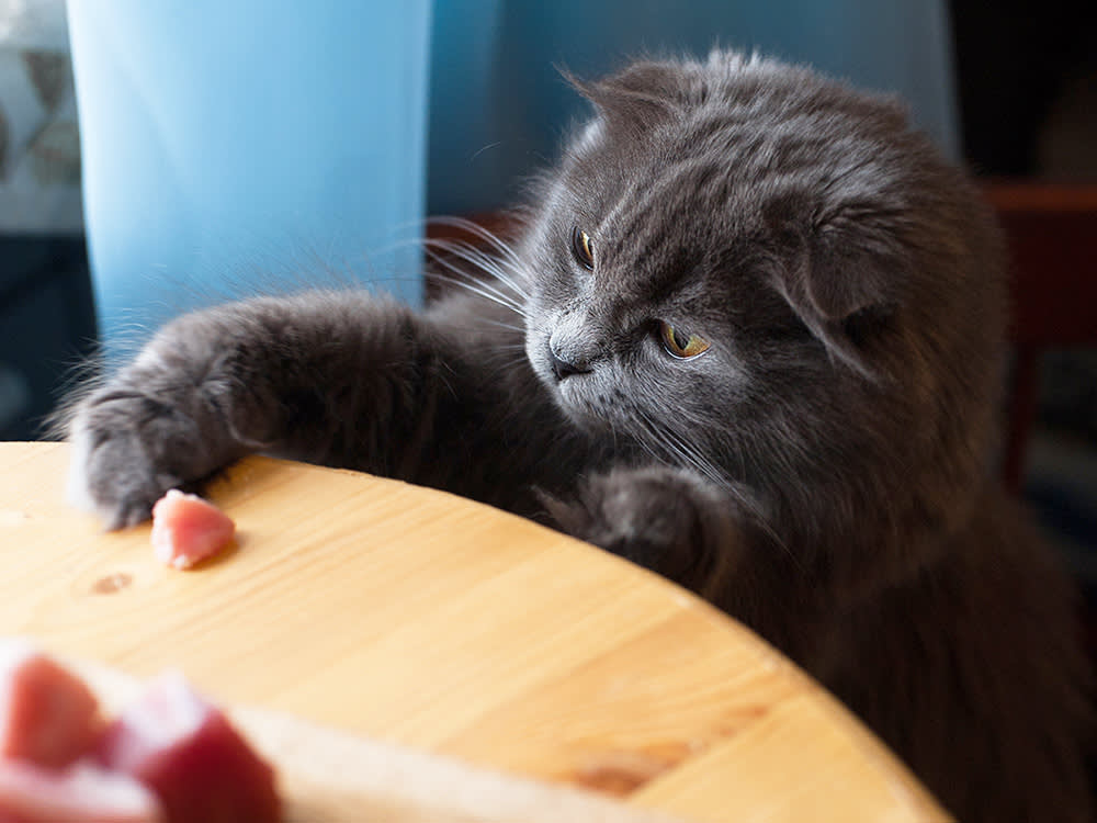Is It OK For Your Cat to Play With Their Food? · The Wildest
