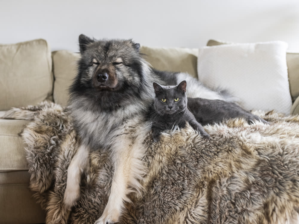 A dog and cat sitting next to eachother on a fur blanket on a couch 