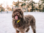 shaggy brown dog plays in the snow outside