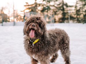 shaggy brown dog plays in the snow outside