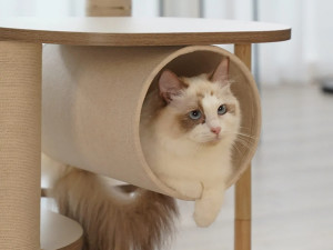 White cat with tan spots sitting in the tunnel of a PetLibro Infinity DIY Cat Tree