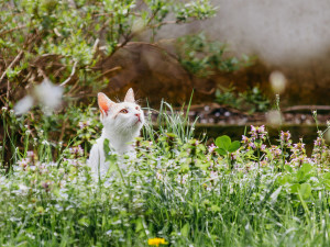 A white cat in a meadow with flowers and tall grass. 