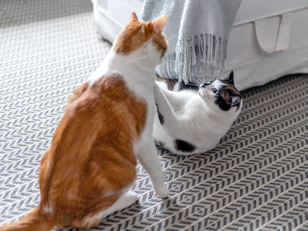 Two cats fighting at home.