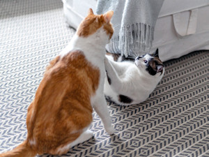 Two cats fighting at home.