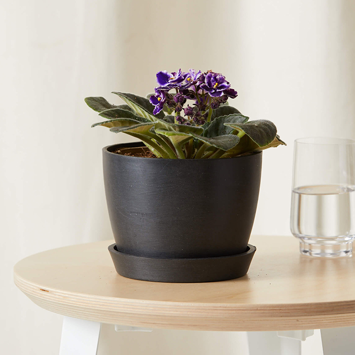 Bloomscape African Violets