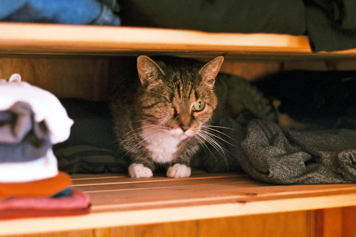 Cat on shelf with human clothes