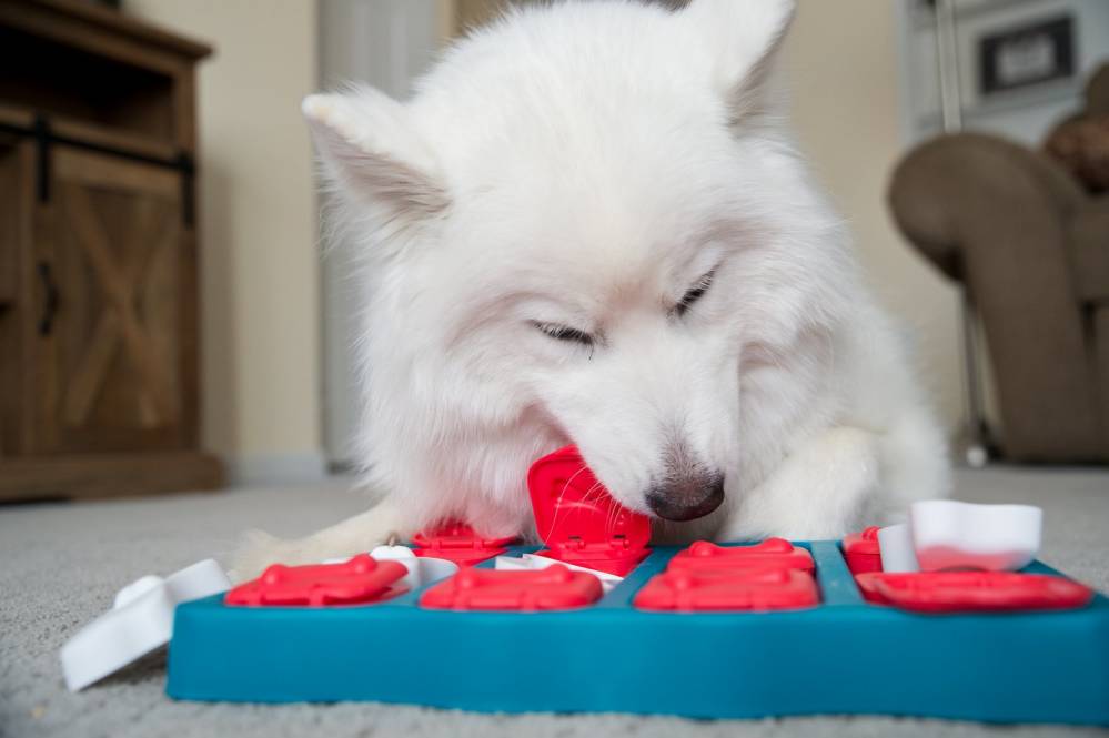 dog at interactive feeding station