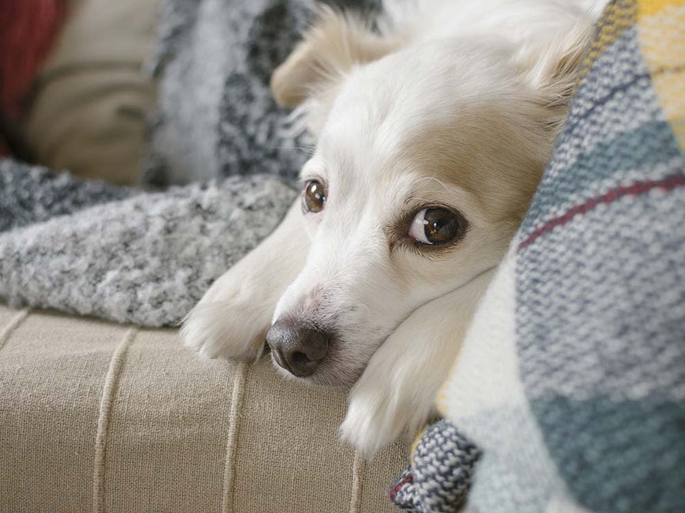 White dog laying on the couch looking guilty