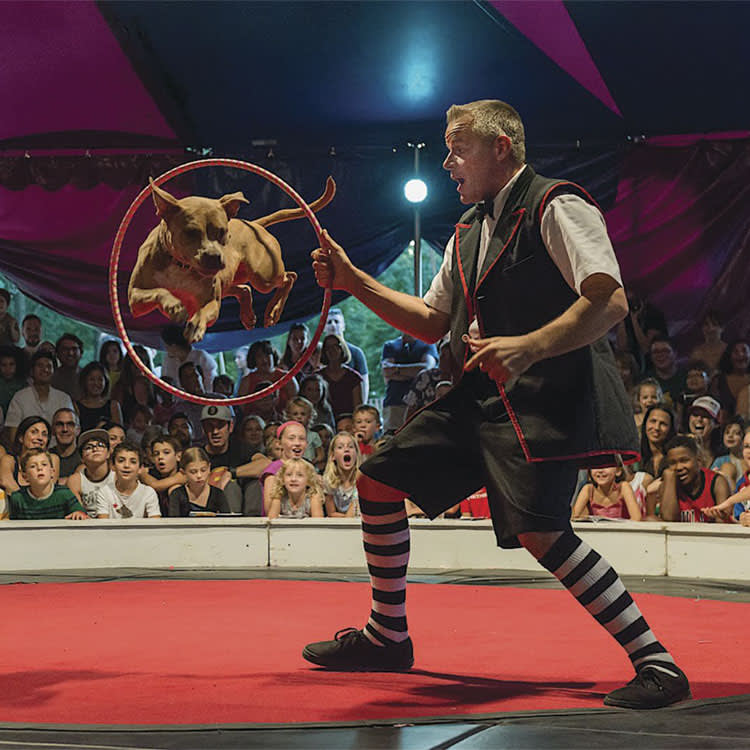 Midnight Circus show in Chicago, Junebug jumps through a hoop.