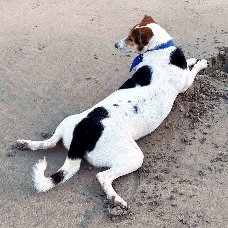 A black and white and brown jack russell lies spread eagled on the beach