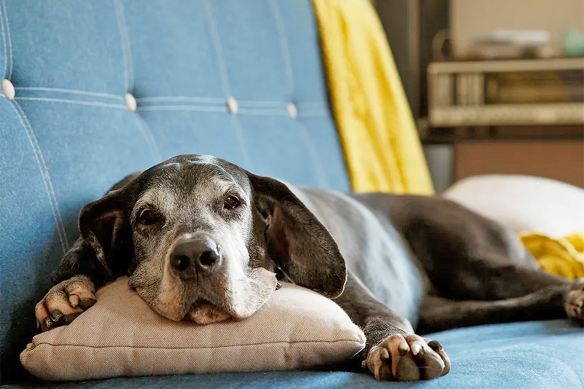 senior dog reseting head on pillow on a couch 