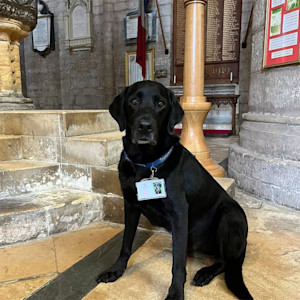 Black Labrador with an employee lanyard