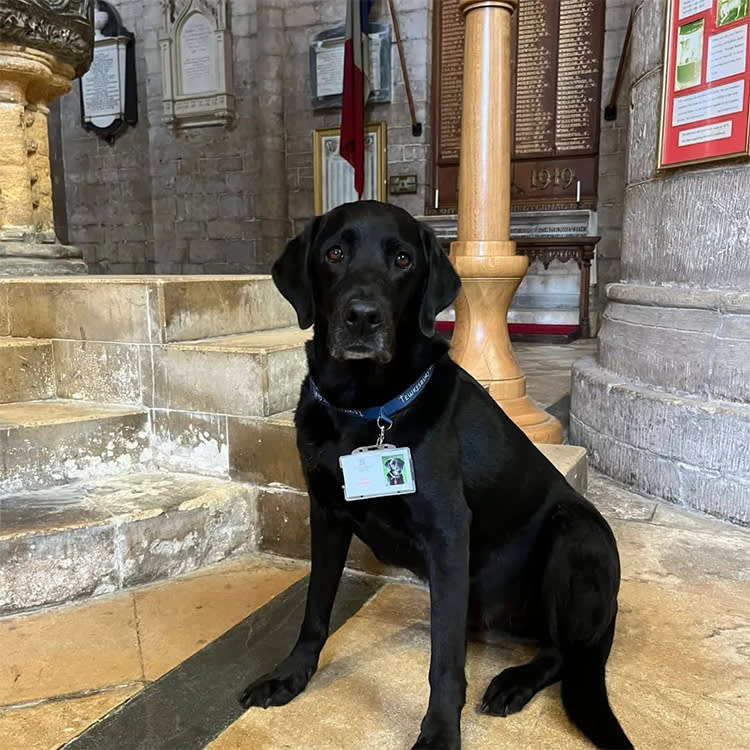 Black Labrador with an employee lanyard