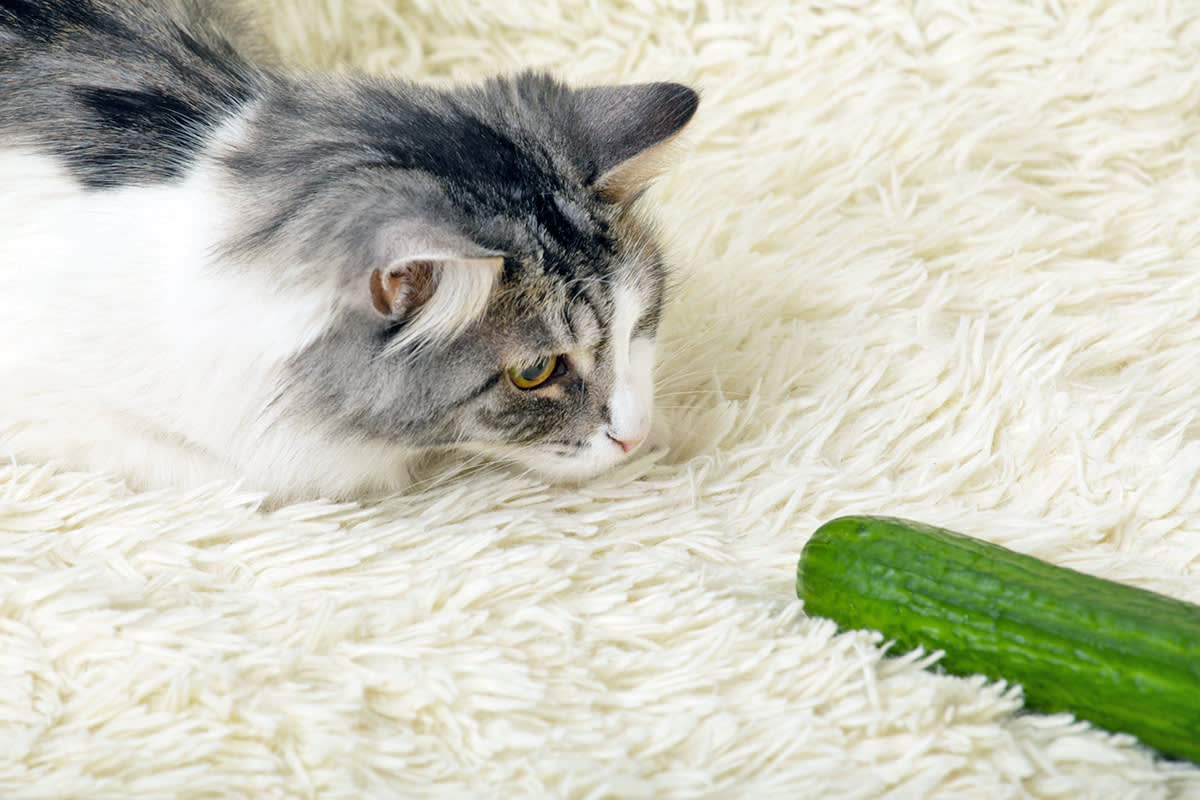 cat looking at a cucumber