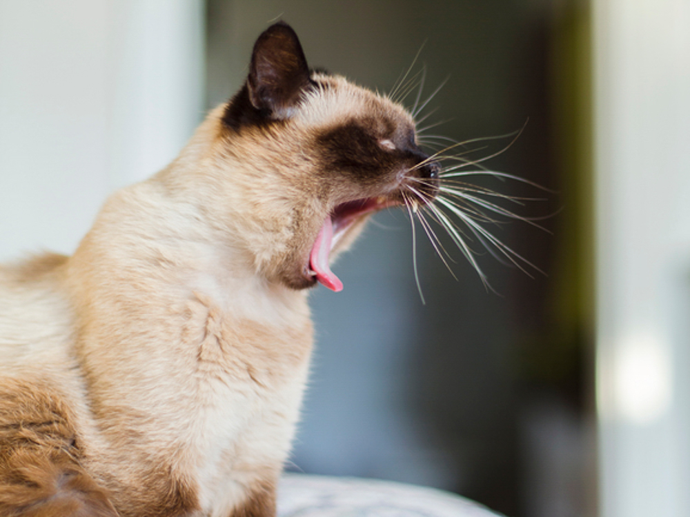Siamese Cat Yawns In Bright Room, Close Up. Image by Laura Stolfi.