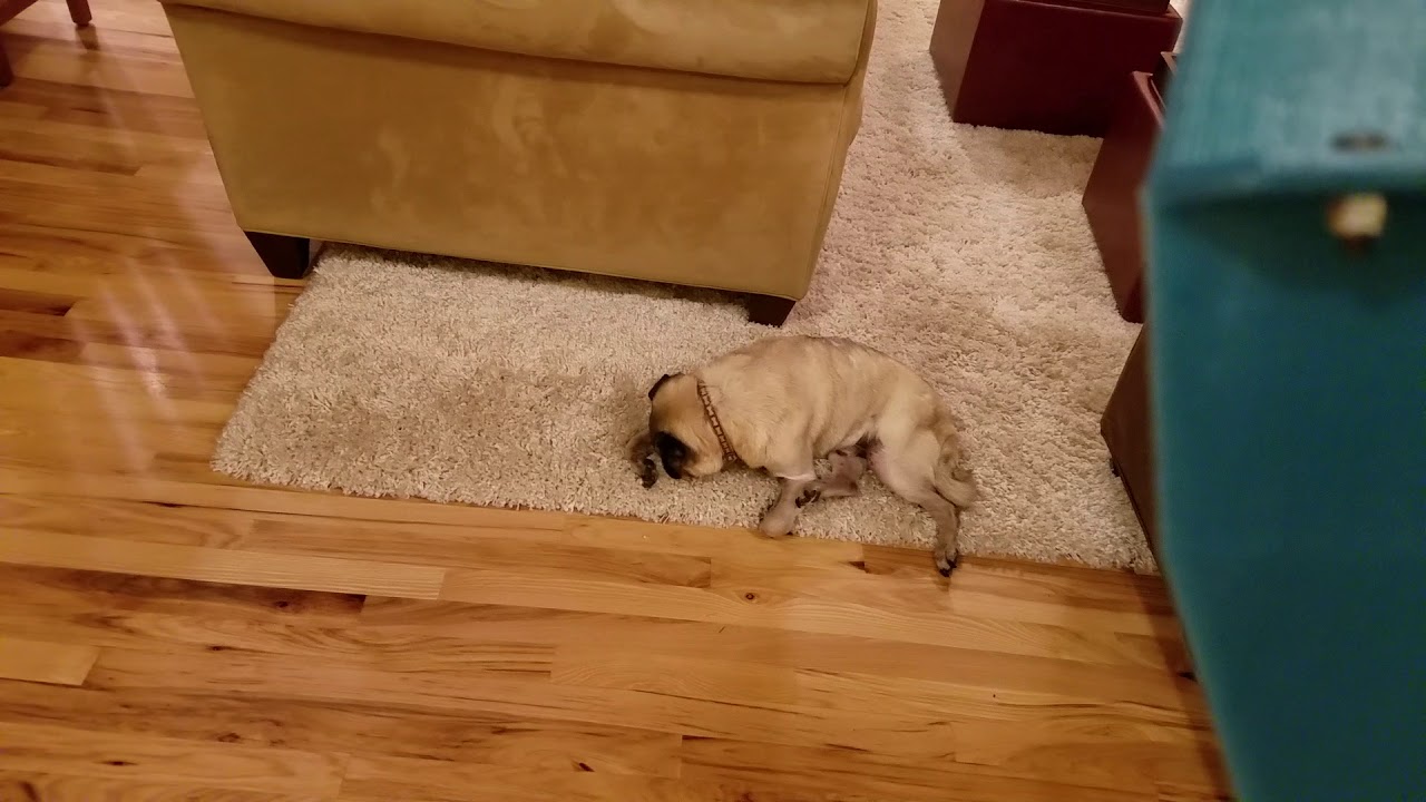 Mic test 01: snurfling pug