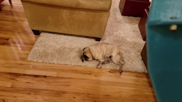 Mic test 01: snurfling pug