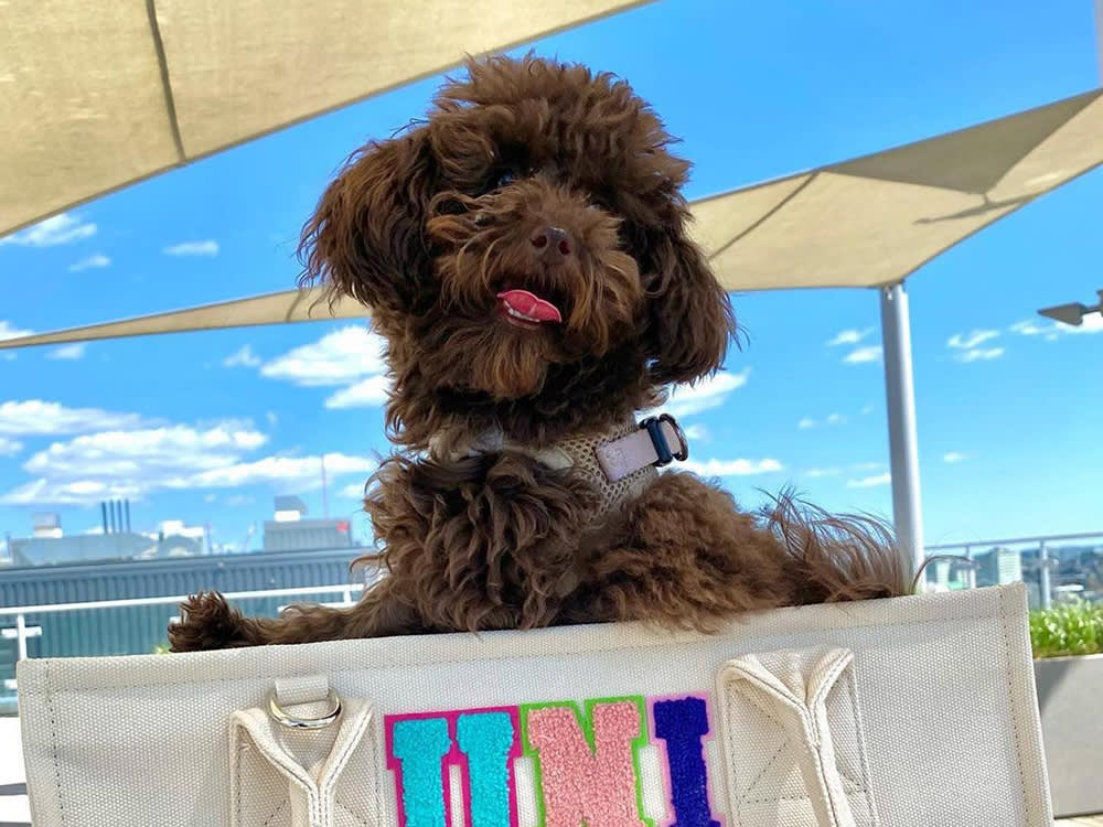 Uni The Teacup Poodle happily sitting in the Signature Carry All Tote by Maxbone under a tarp outside