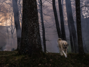A  dog walks in a forest fire