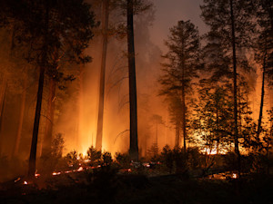 Forrest fire.