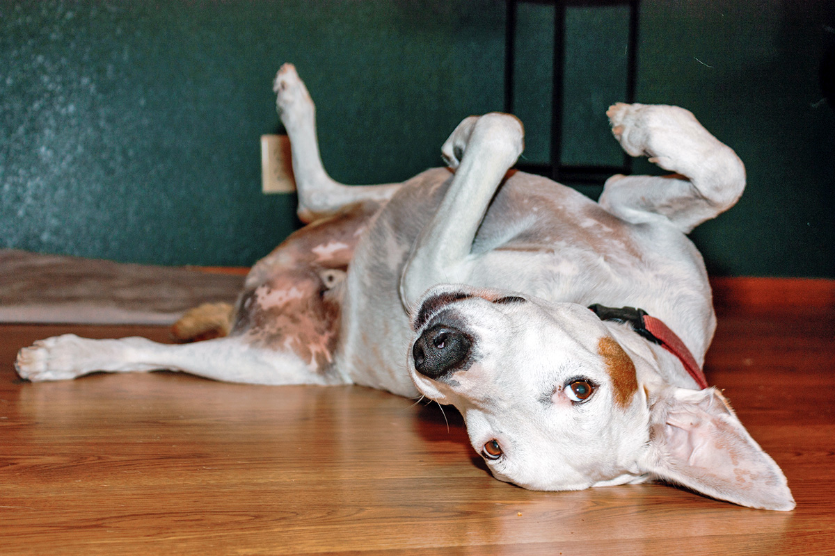 a dog rolls on their back on a hardwood floor