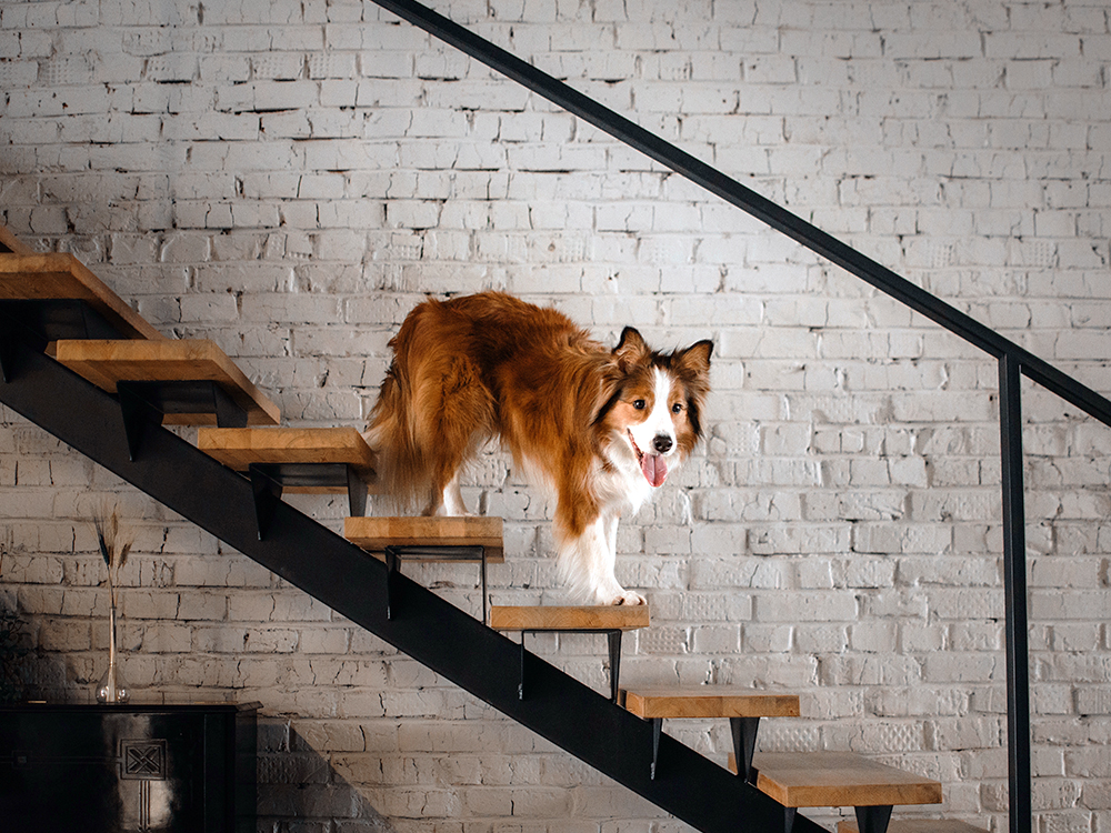 How to get dogs to go down stairs sale