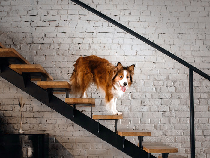 Happy borer collie dog stands on a staircase indoors