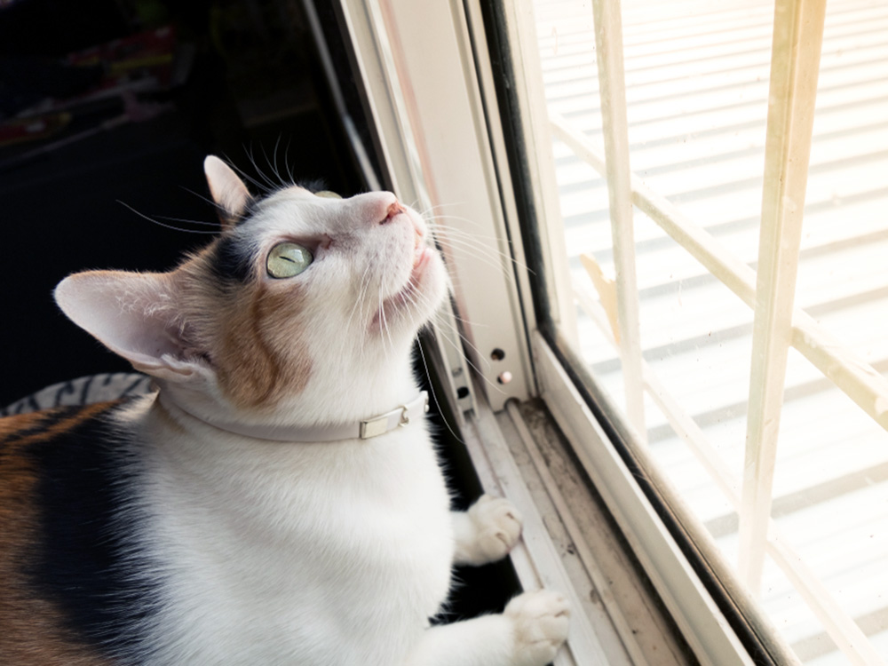 Cat staring outside window at birds.
