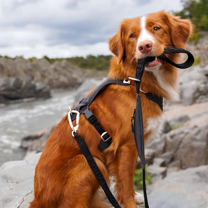 Brown and white dog holding black leash