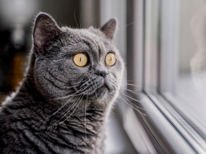 Gray British shorthair cat with panicked expression looking out a window