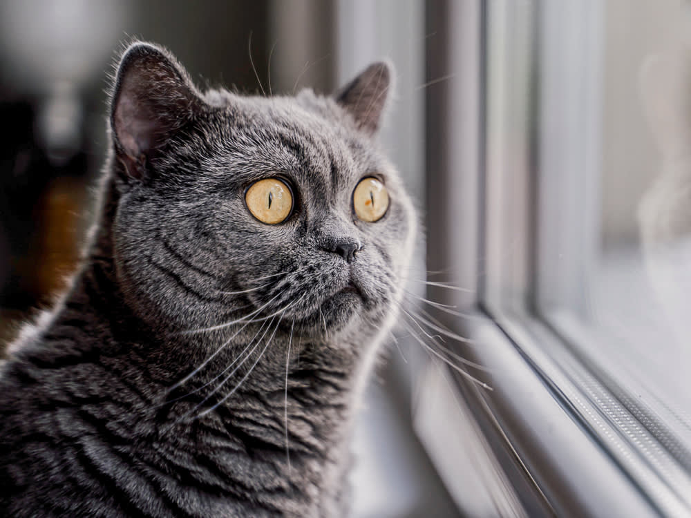 Gray British shorthair cat with panicked expression looking out a window