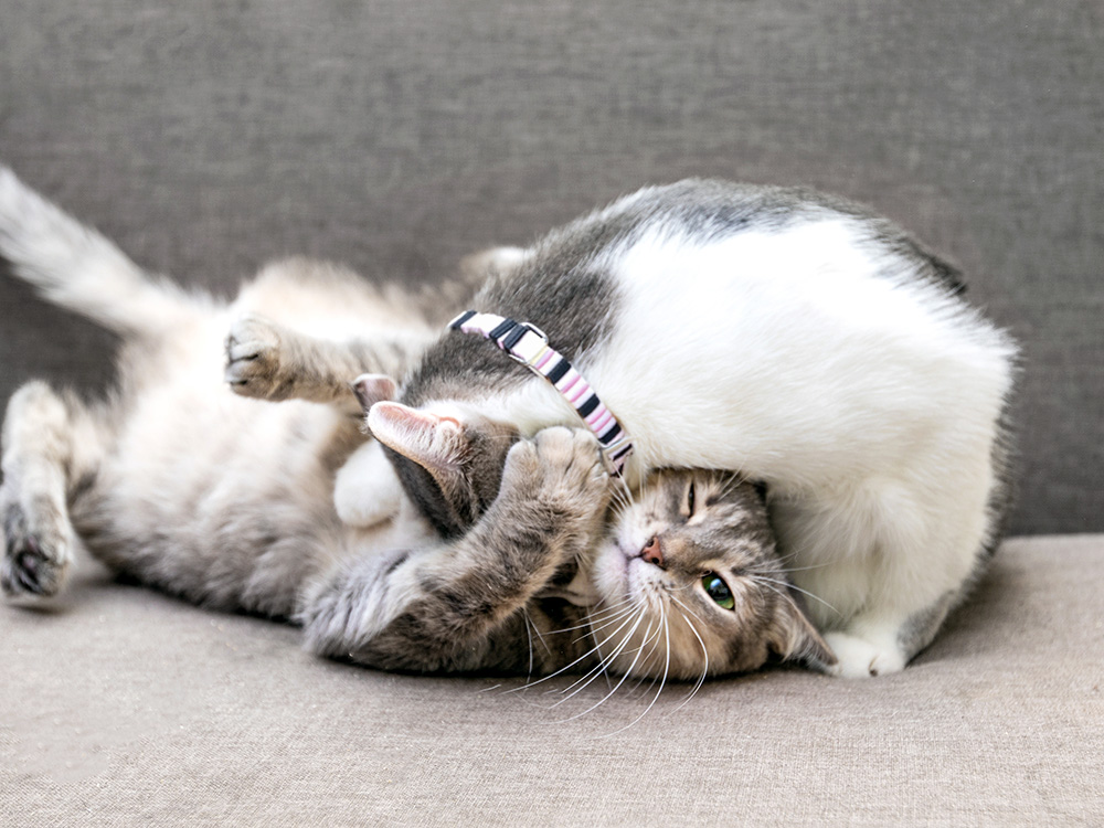 Two cats playing on the couch.