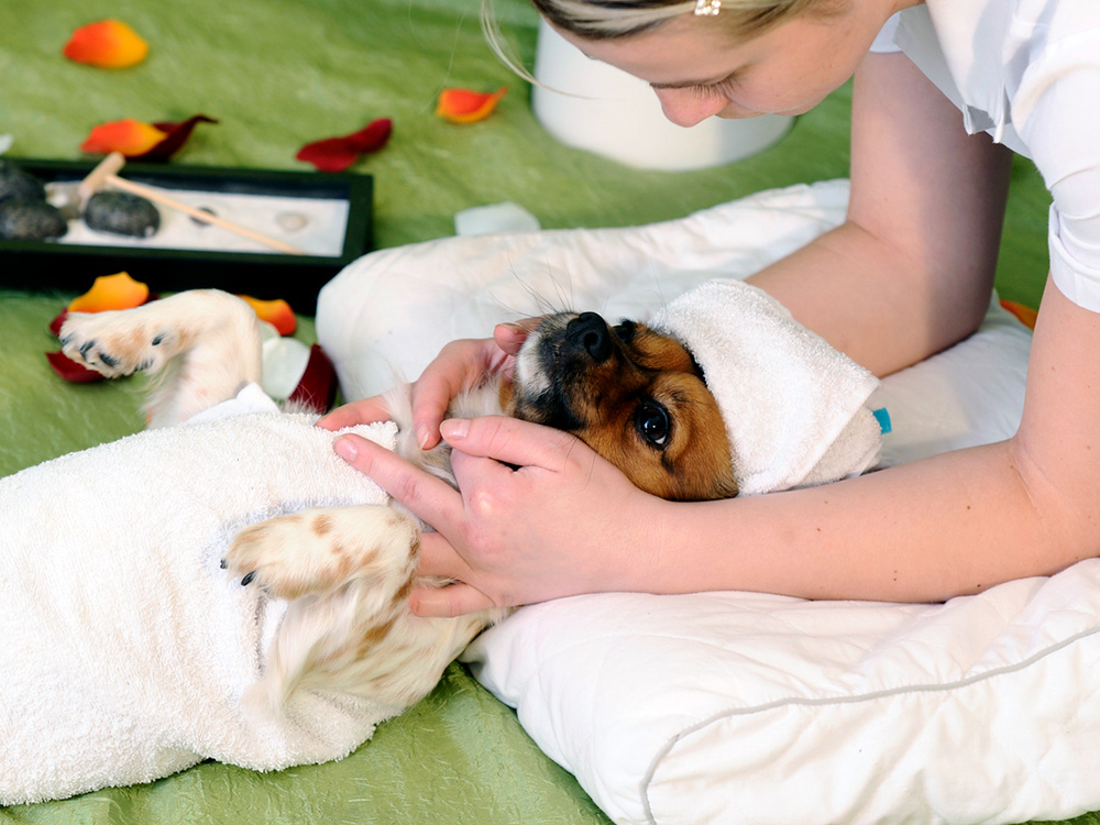 Dog receiving a spa treatment.