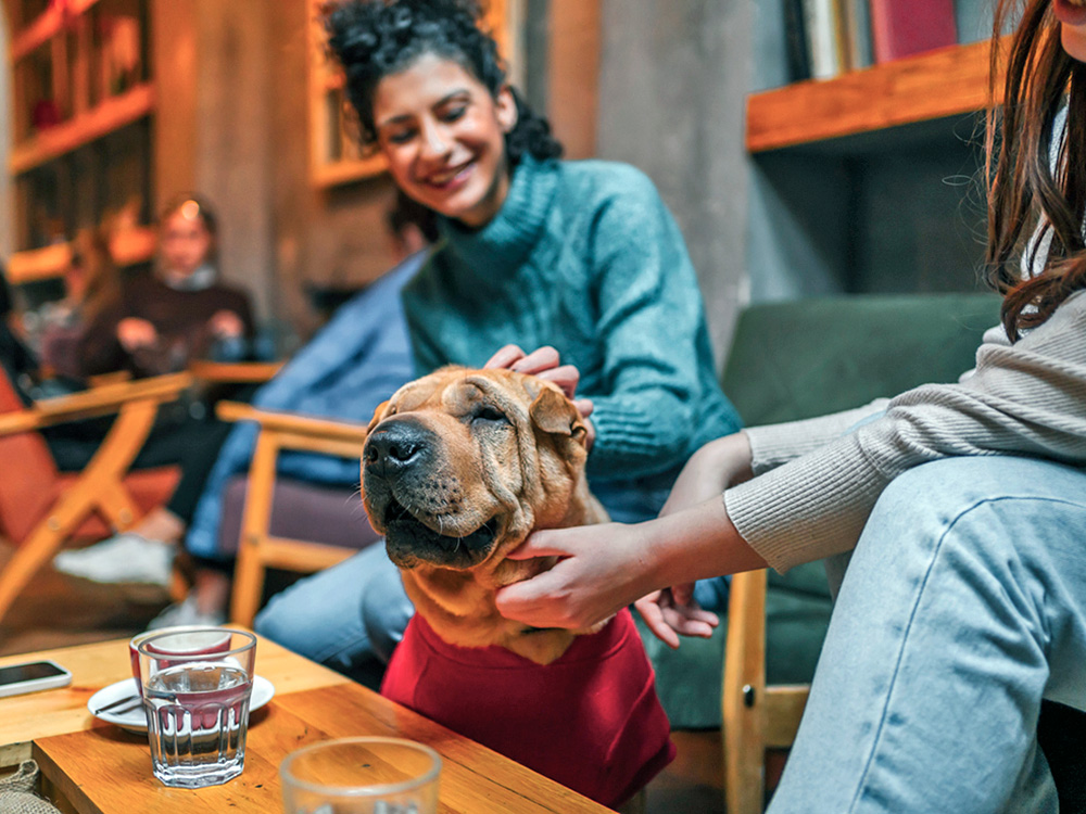 Dog at a cafe with two women.