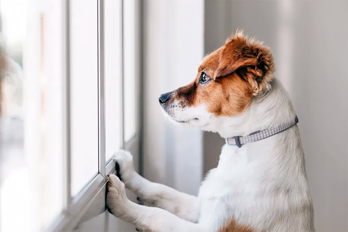 Dog looking out window