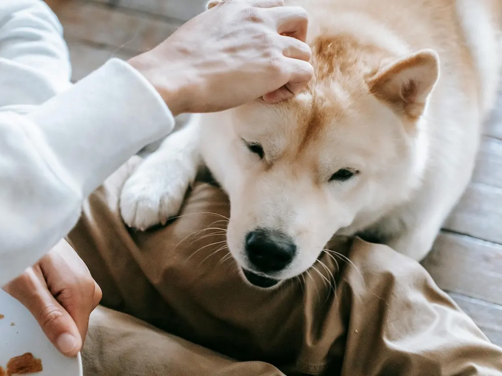 A white-and-brown dog sets their head on a person's lap as the person pets the dog’s head.