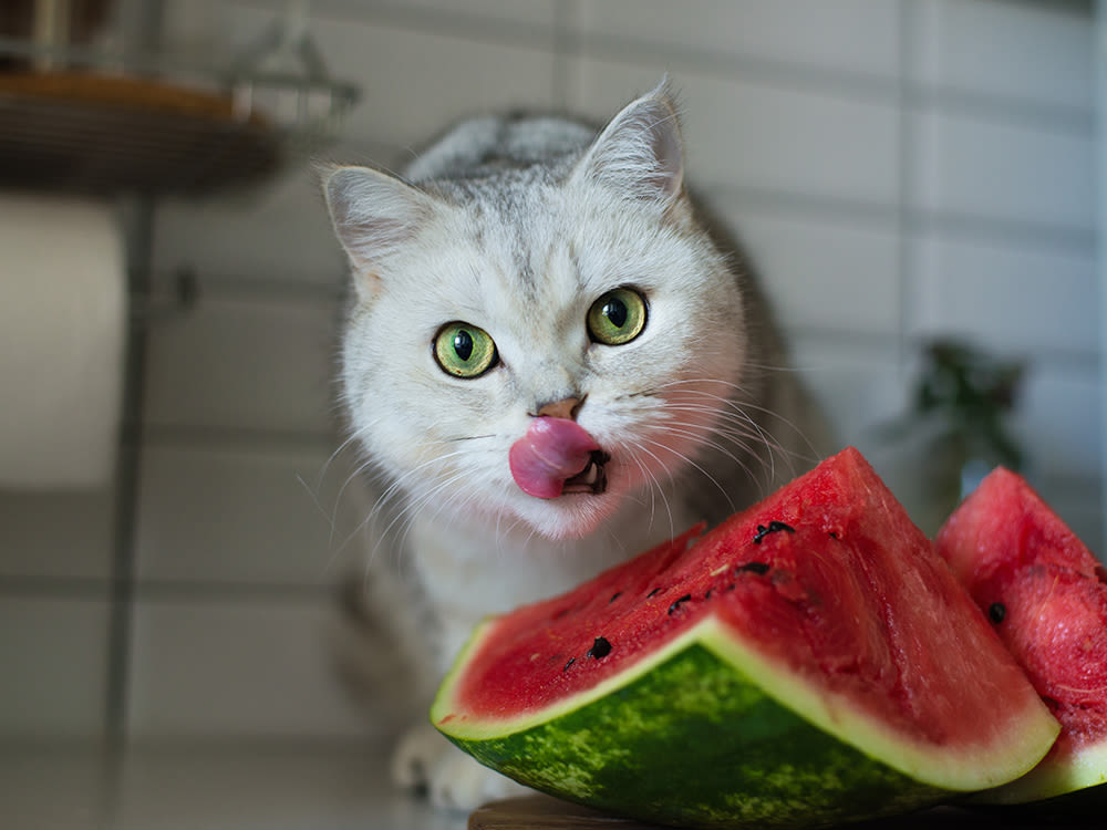 White kitten with tongue out next to slices of watermelon