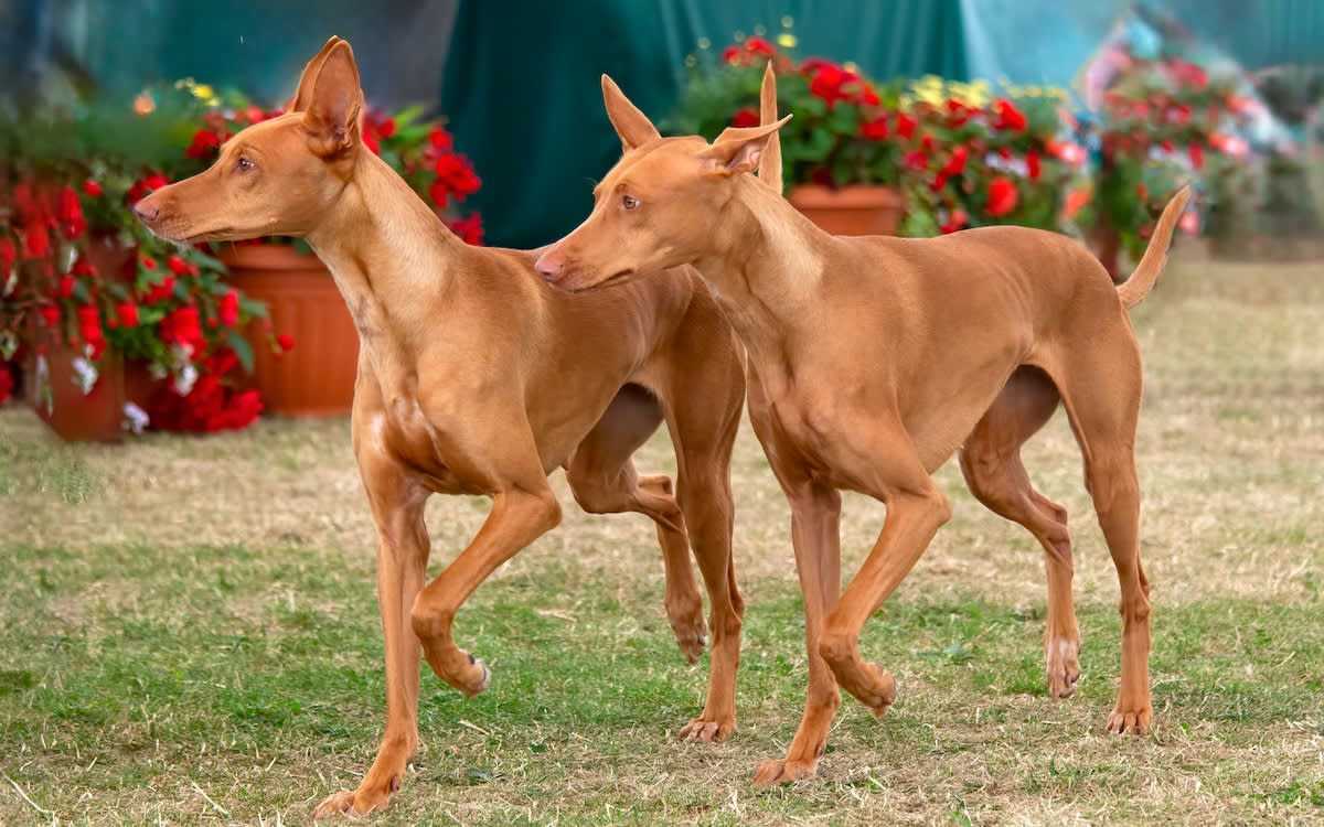 two pharaoh dogs walk on a lawn next to some flowers