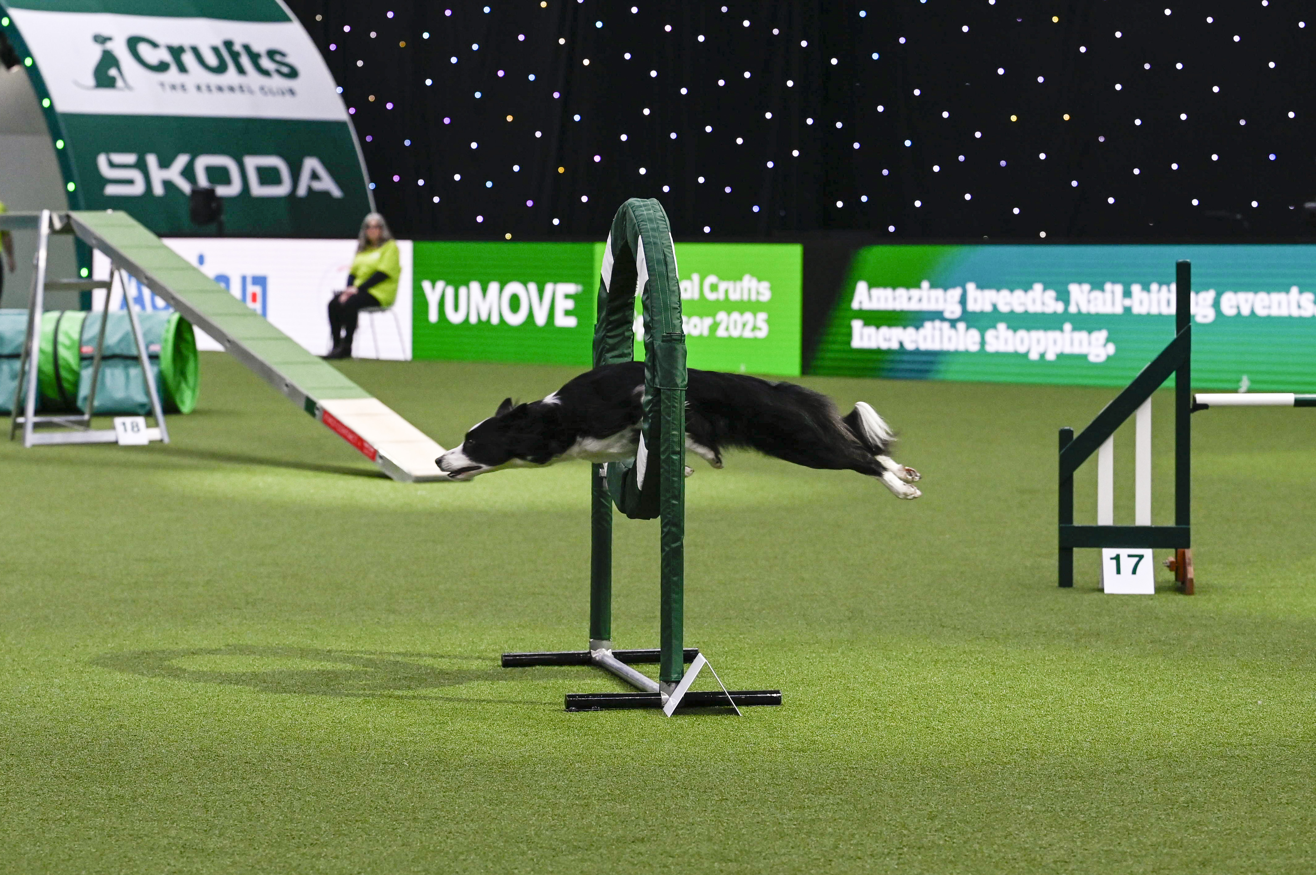 Dog at crufts