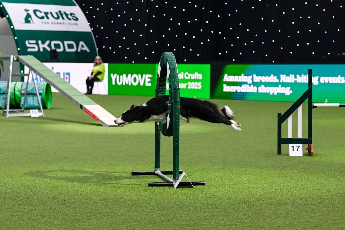 Dog at crufts