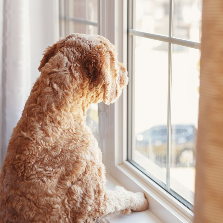 can dogs smell through windows