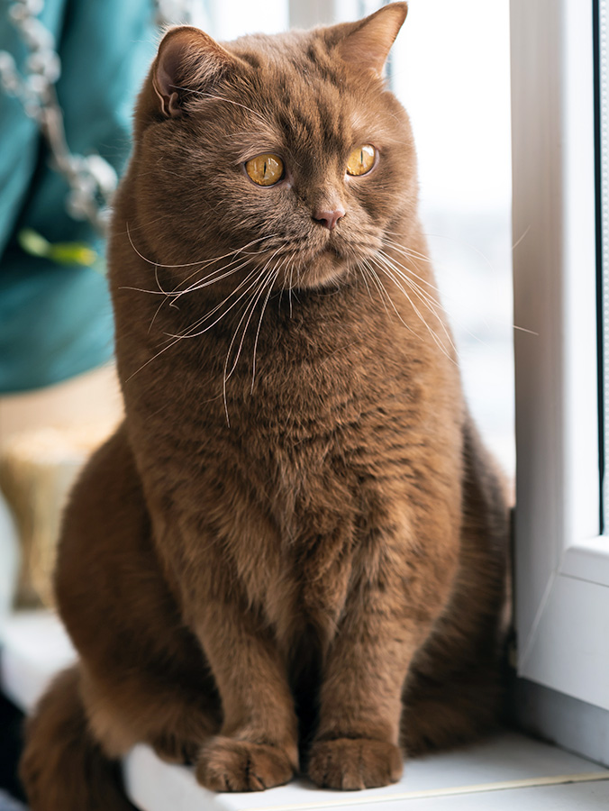 Brown cat sitting by a window at home.