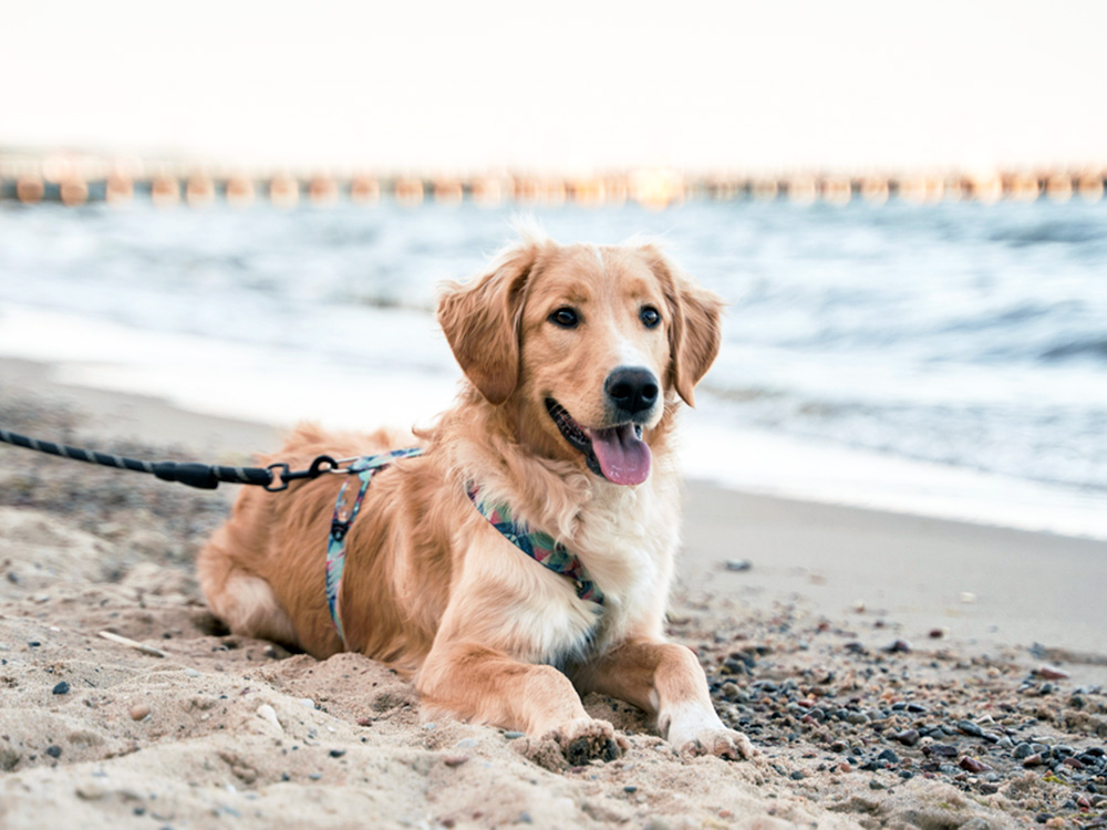 Cute Golden Retriever dog laying down at the beach.
