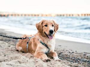 Cute Golden Retriever dog laying down at the beach.
