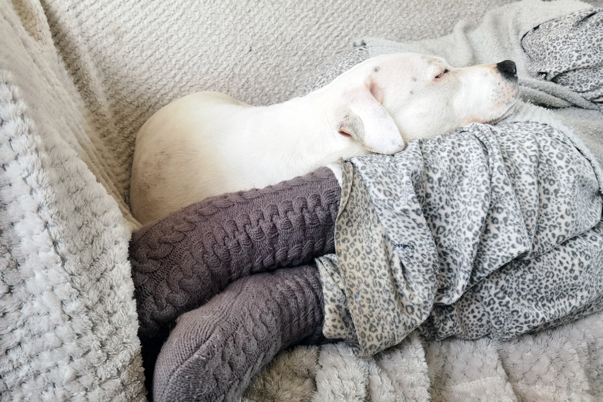 A white dog lies atop a person’s feet.