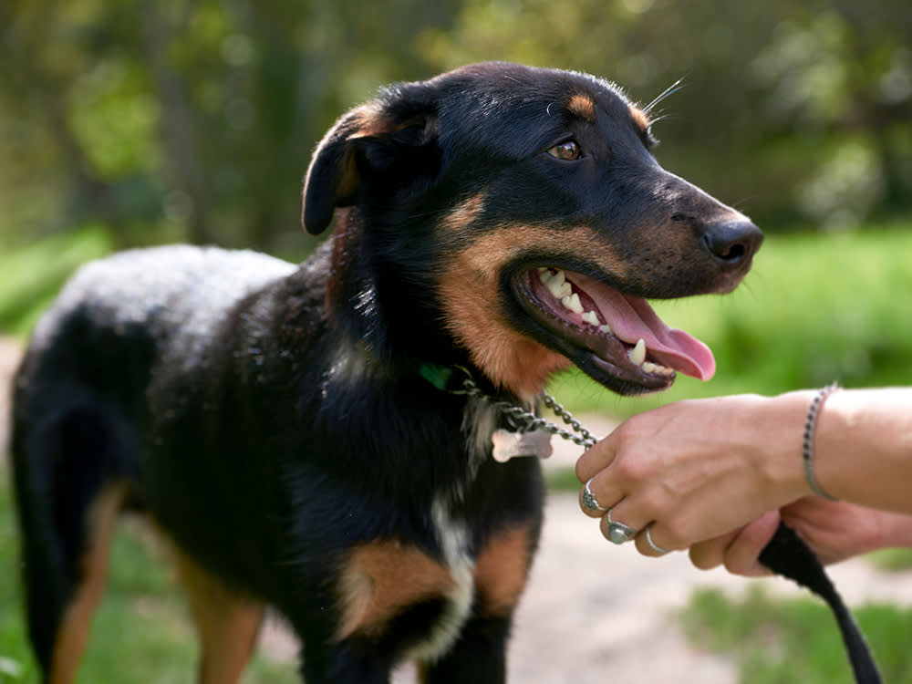 Owner adjusts collar with tags on their dog