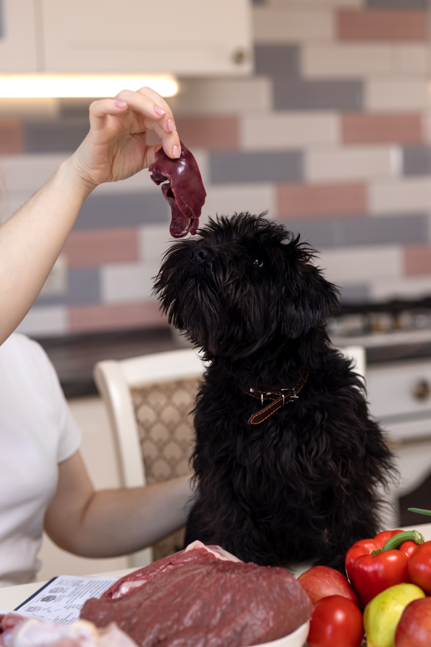 a picture of a black fluffy dog being fed liver by an unseen girl's hand